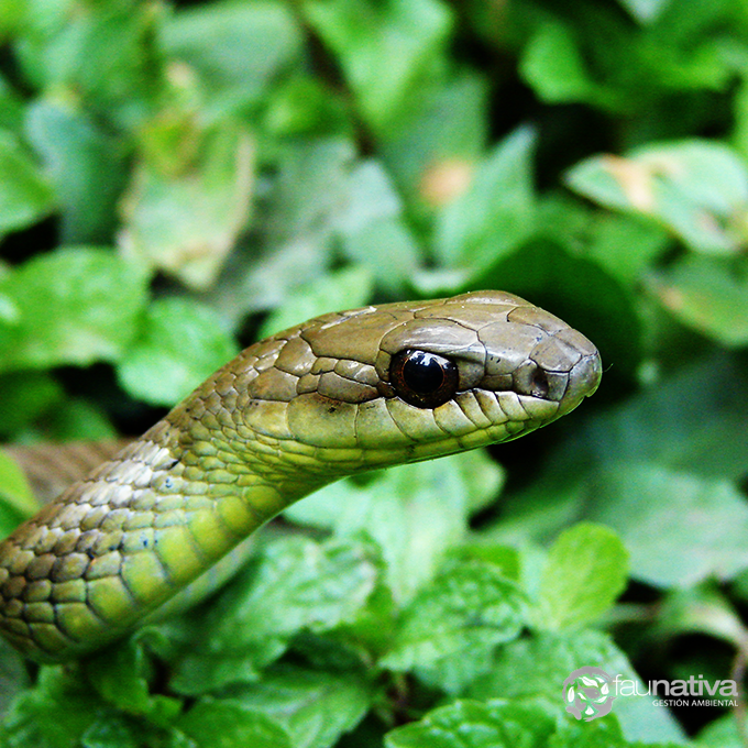 Cazadora Yaruma: serpiente no venenosa que habita cerca de los cultivos y viviendas.
